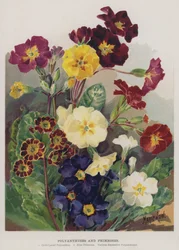 Polyanthes und Primeln